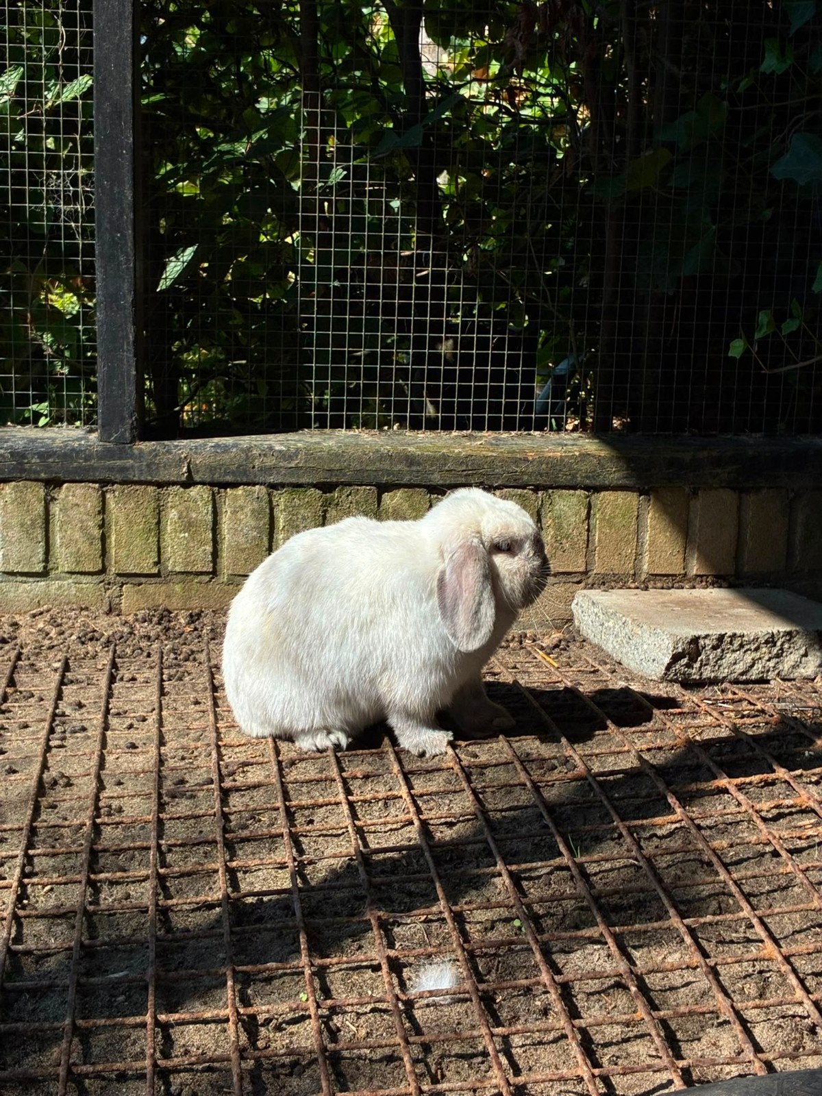 Koppel van 3 raszuivere nederlandse hangoor dwergkonijntjes, Dieren en Toebehoren, Konijnen, Meerdere dieren, Dwerg, Hangoor, 0 tot 2 jaar
