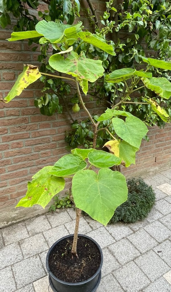 Te koop: annapaulowna boom, Tuin en Terras, Overige soorten, Lente, 100 tot 250 cm, Ophalen