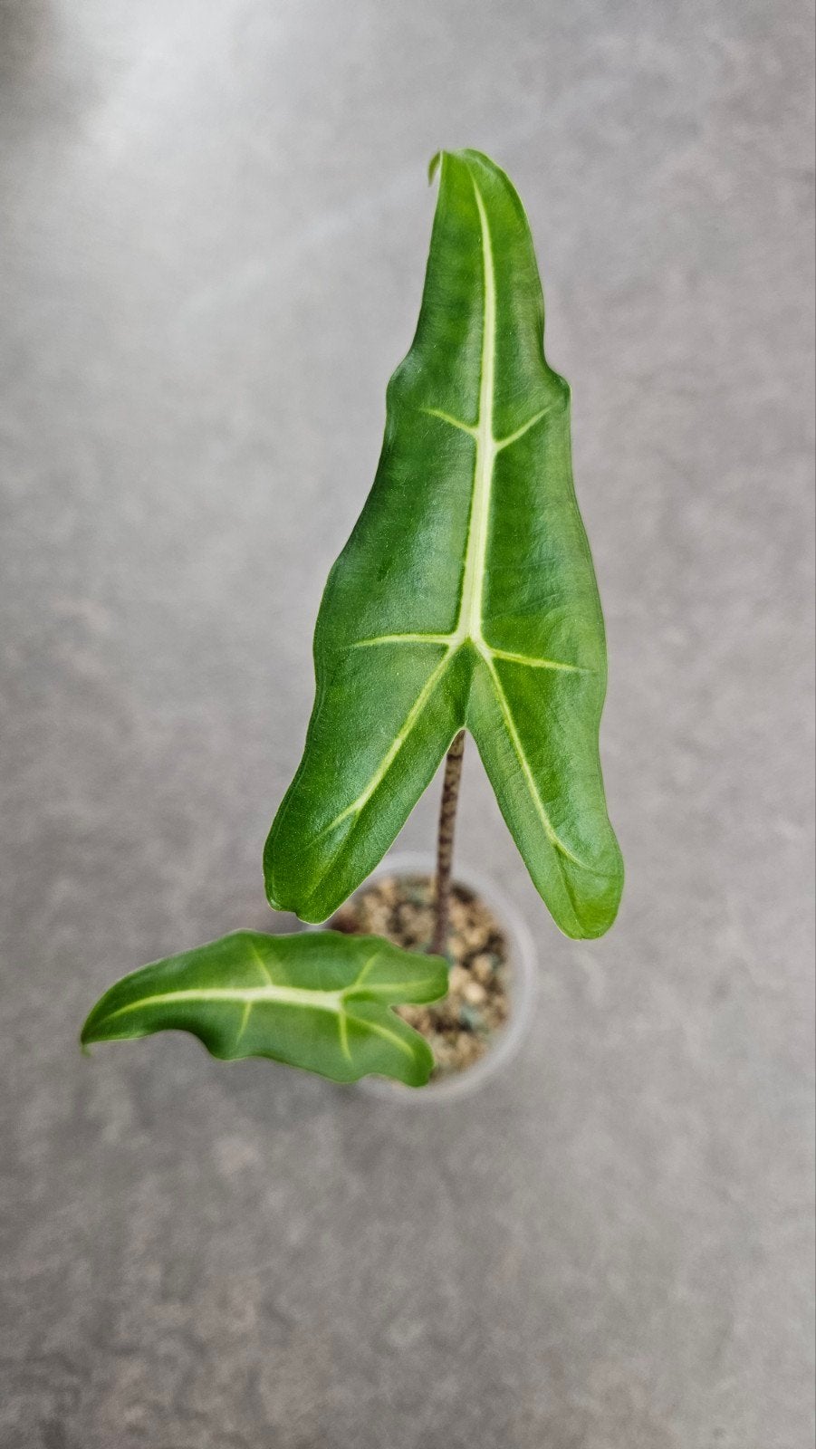 Alocasia 'Sarian', Ophalen of Verzenden, Halfschaduw, Minder dan 100 cm