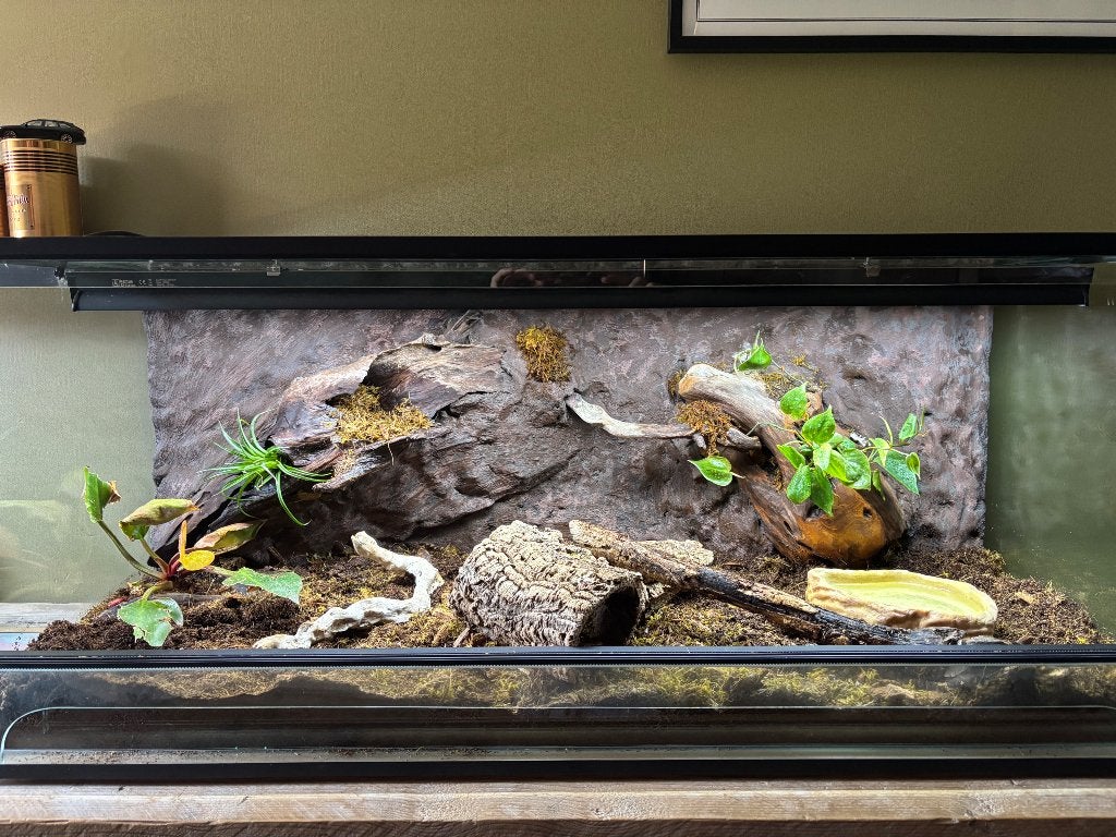 Blauwtongskink+terrarium Blue Tongue Skink photo 4