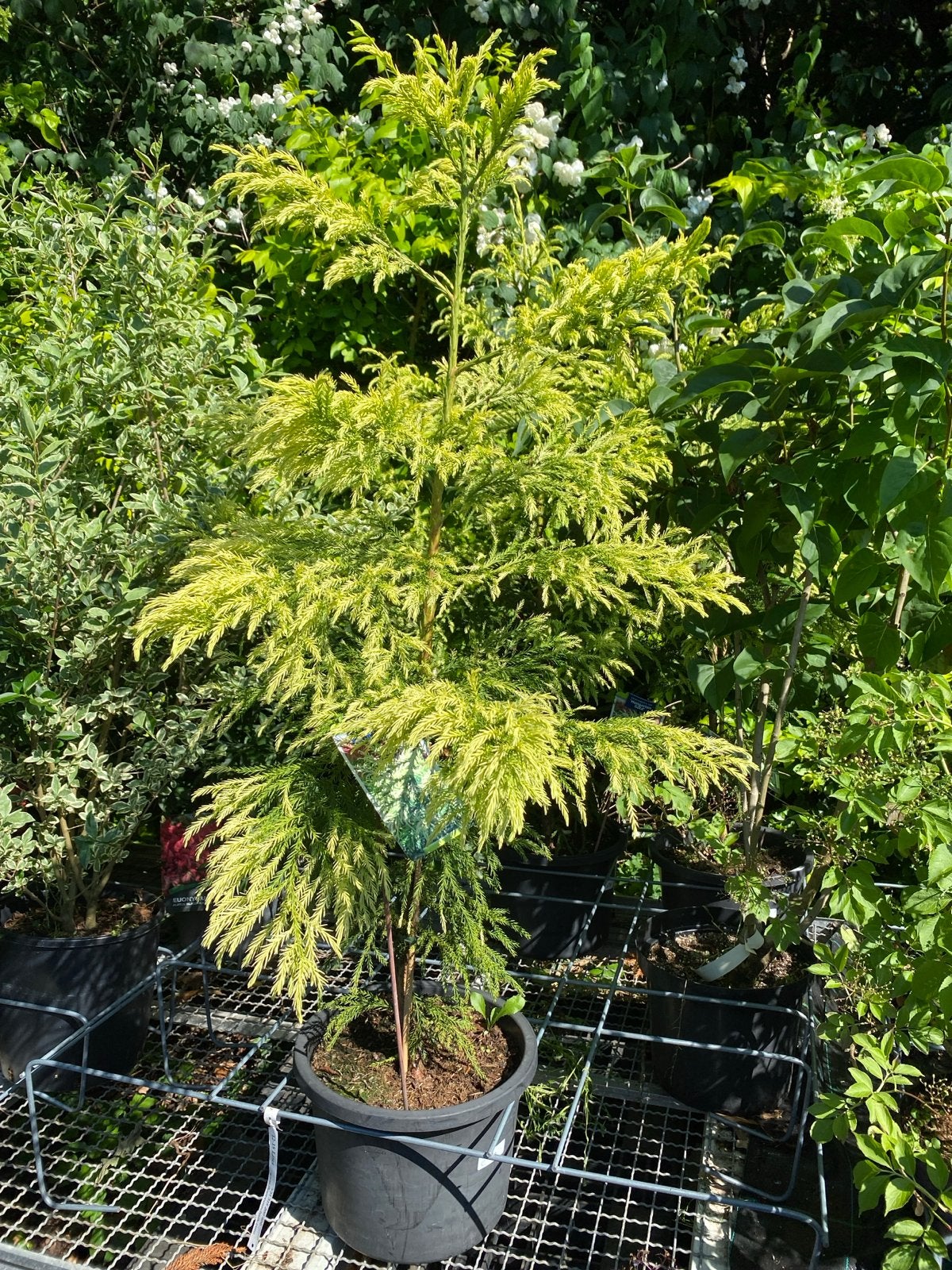 Cryptomeria Jap. 'Hungarian Gold' - Japanse Ceder, Volle zon, Vaste plant, Bloeit niet, Ophalen