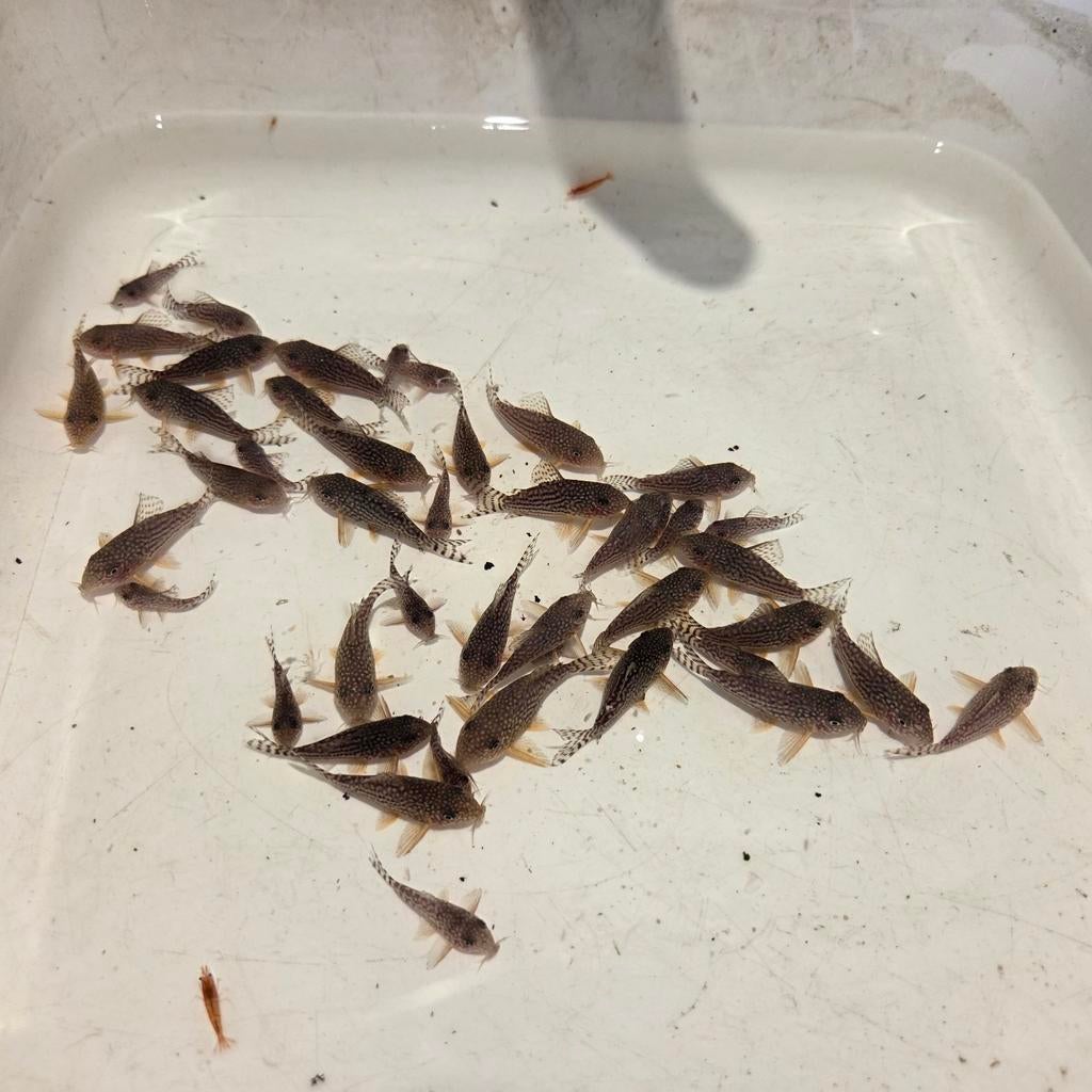 12x Hoplisoma Sterbai / Corydoras Sterbai € 50, Dieren en Toebehoren, Vissen | Aquariumvissen, Vis, Zoetwatervis, Schoolvis