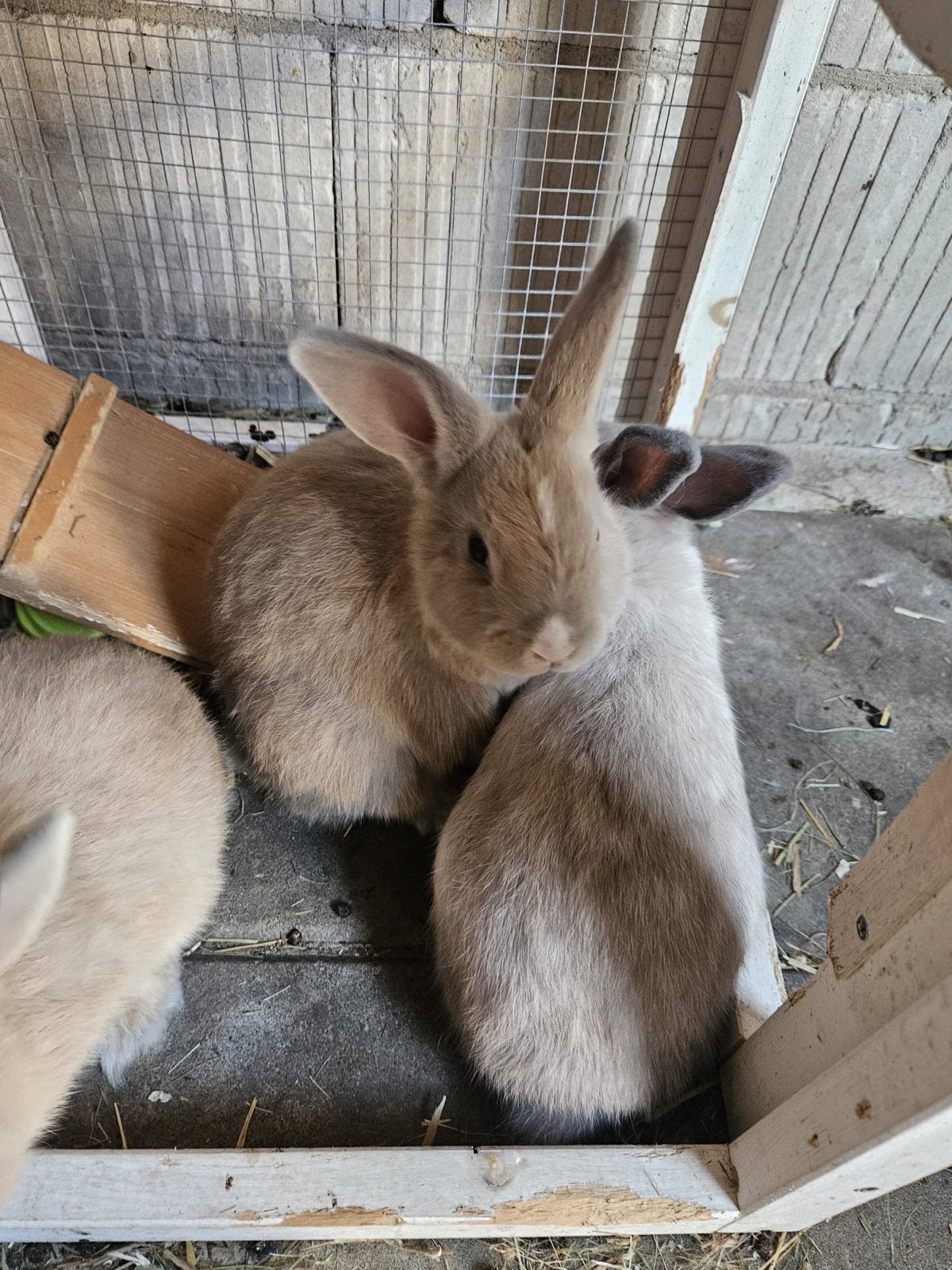 Twee rammetjes over van de 9, Dieren en Toebehoren, Knaagdieren, April, Mannelijk, Overige typen