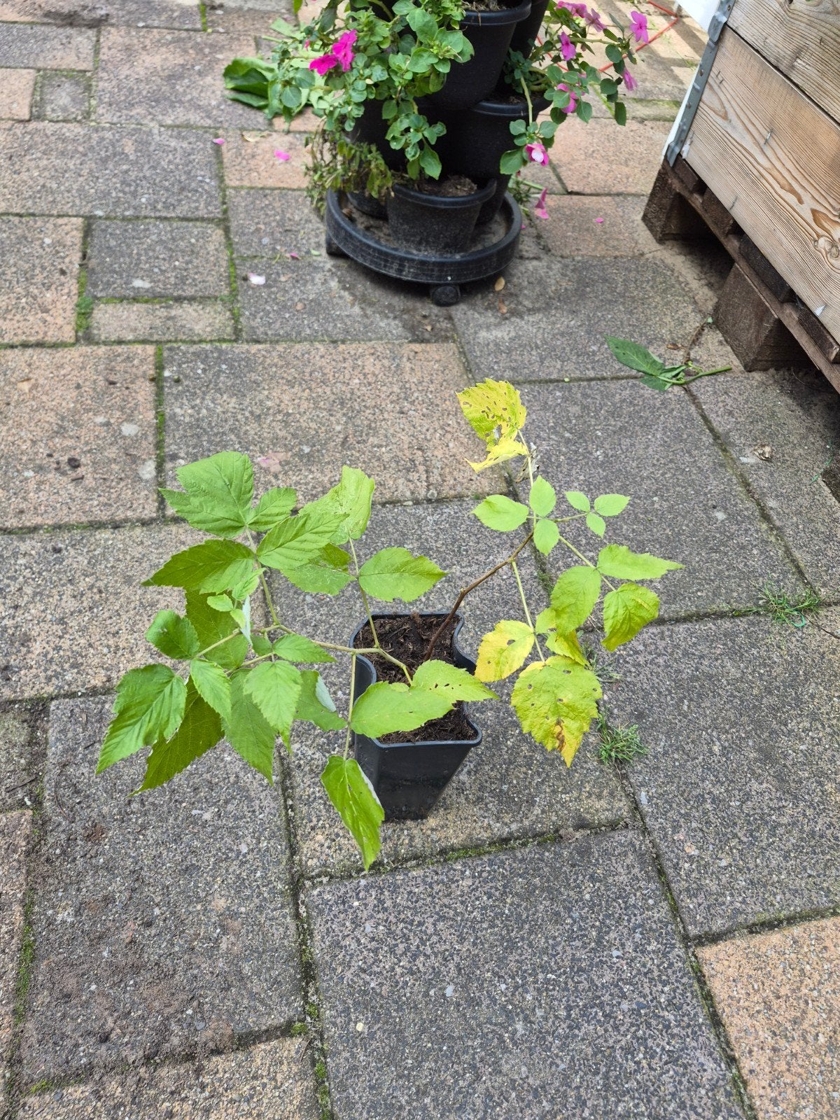 framboos stek €2, Tuin en Terras, Ophalen, Volle zon