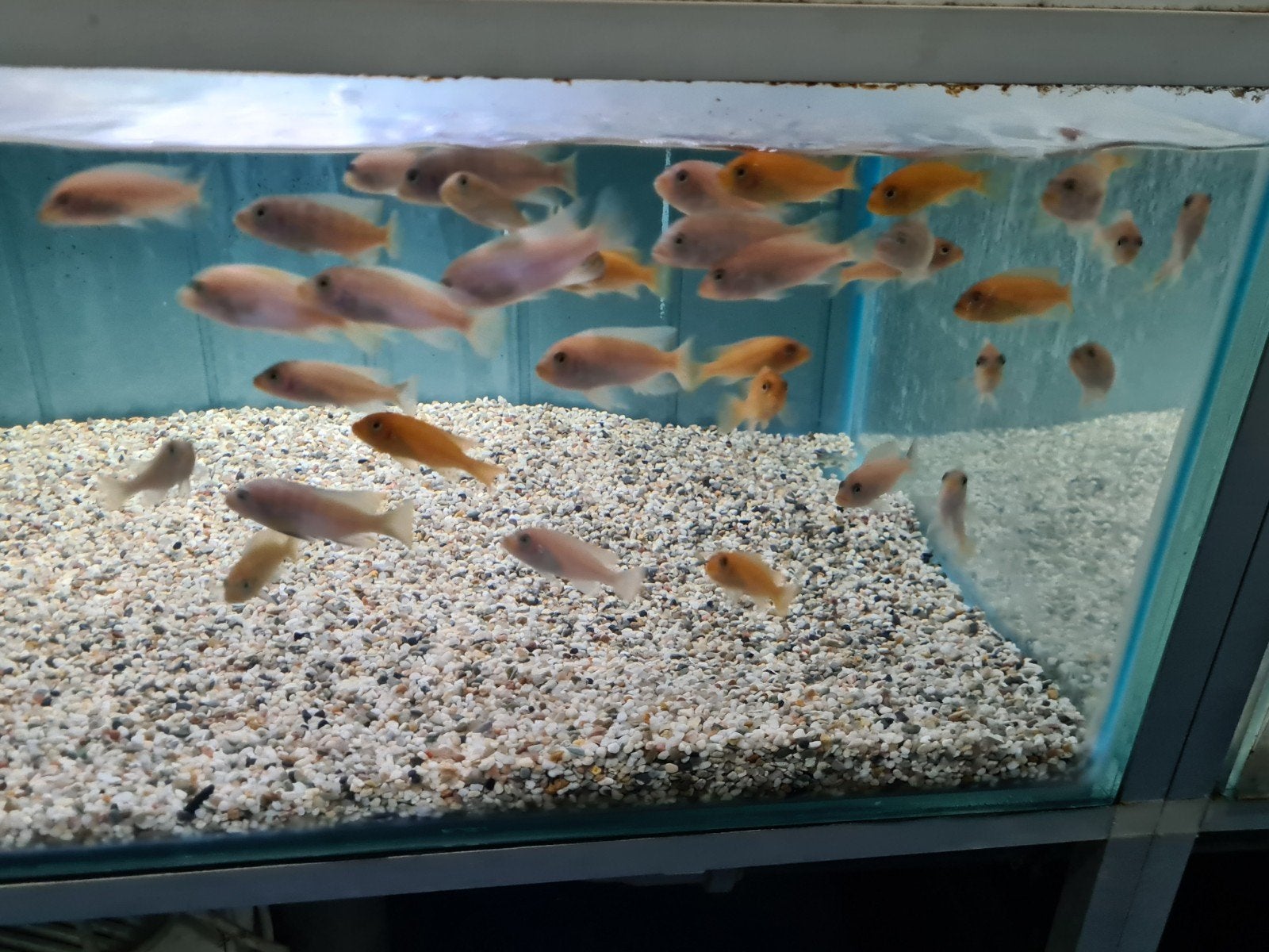 Metriaclima Zebra red and blue Malawi Cichliden, Vis, Zoetwatervis