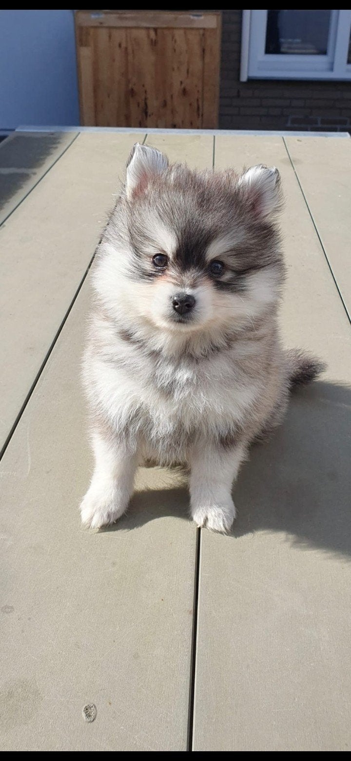pomsky Teefje mini husky kleinblijvend, Dieren en Toebehoren, CDV (hondenziekte), 8 tot 15 weken, Teef, Eén hond
