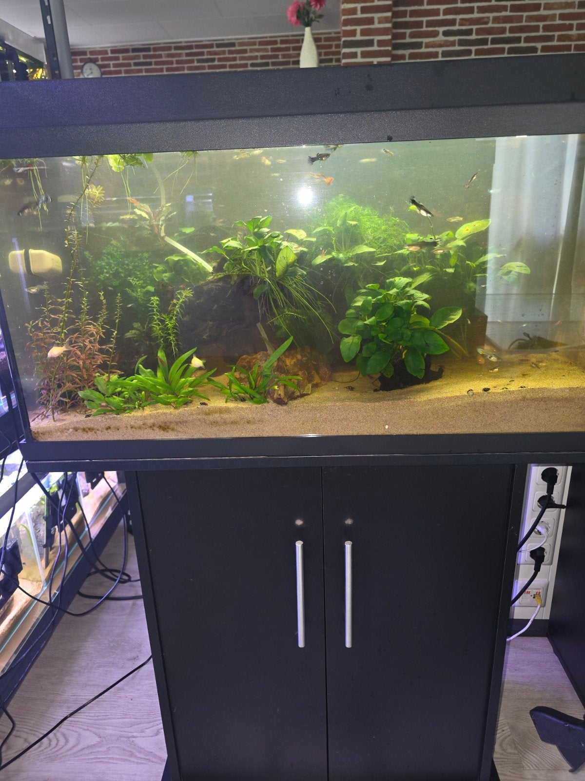 Juwel primolux 80, Ophalen, Gebruikt, Leeg aquarium