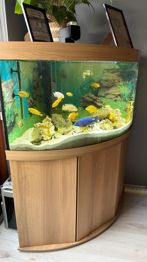 Aquarium Juwel trilgon 350, Dieren en Toebehoren, Vissen | Aquaria en Toebehoren, Ophalen, Inclusief vissen, Juwel, Gevuld zoetwateraquarium