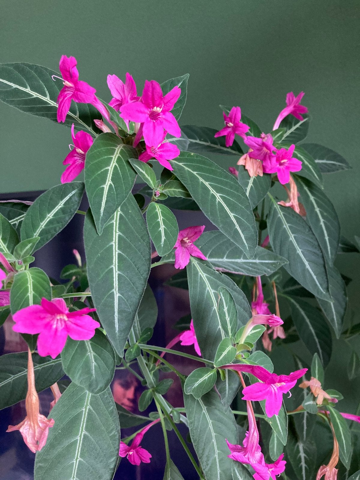 Vers geknipt STEKJE van Ruellia Makoyana, Ophalen, Overige soorten, Halfschaduw, Minder dan 100 cm