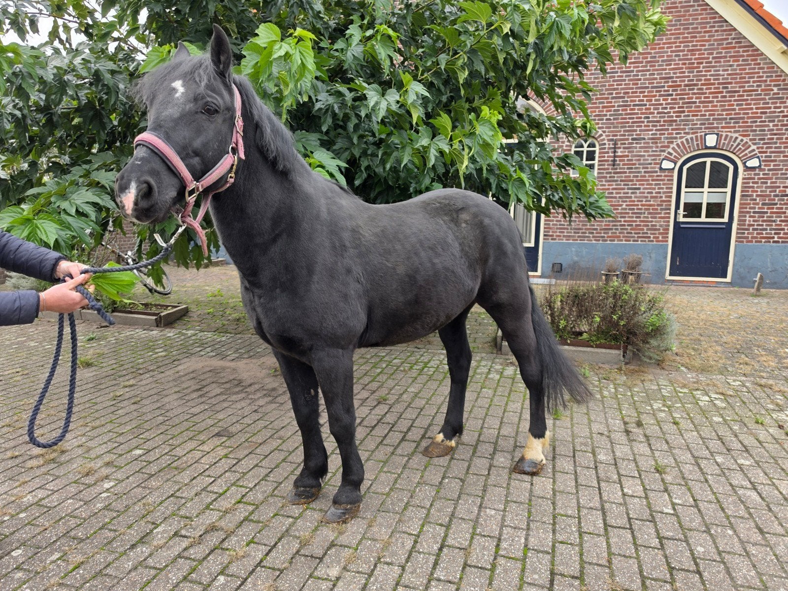 Tekoop D pony Ruin, Met stamboom, Ruin, 7 tot 10 jaar, Recreatiepony