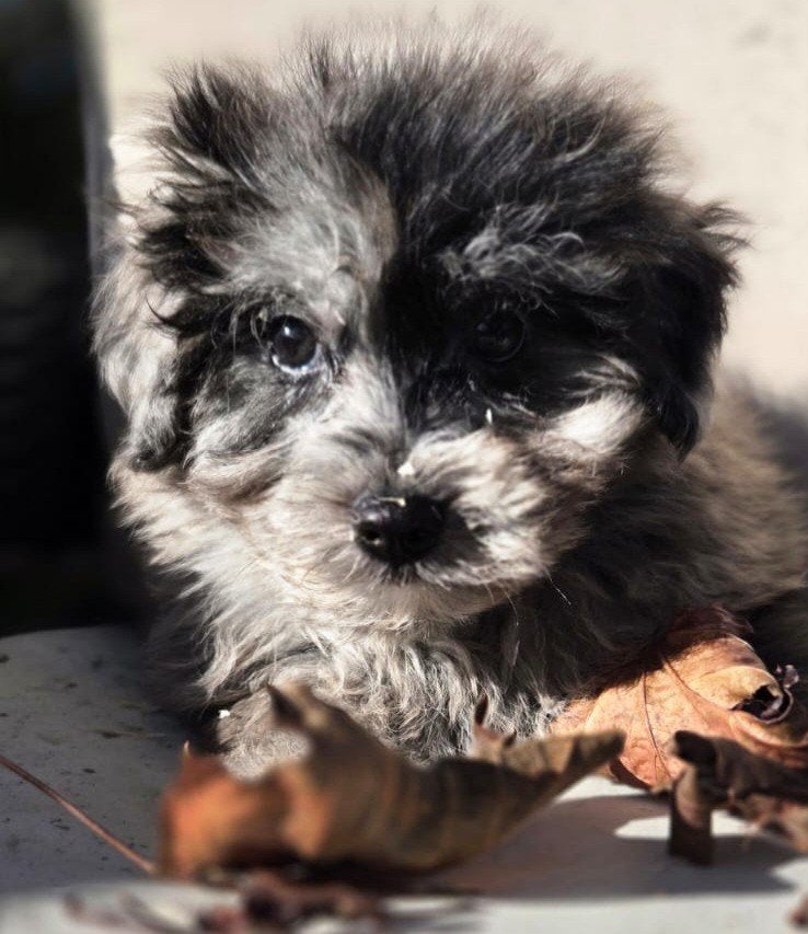 Te koop leuk pomeriaan x boomer pups, Nederland, CDV (hondenziekte), 8 tot 15 weken, Meerdere