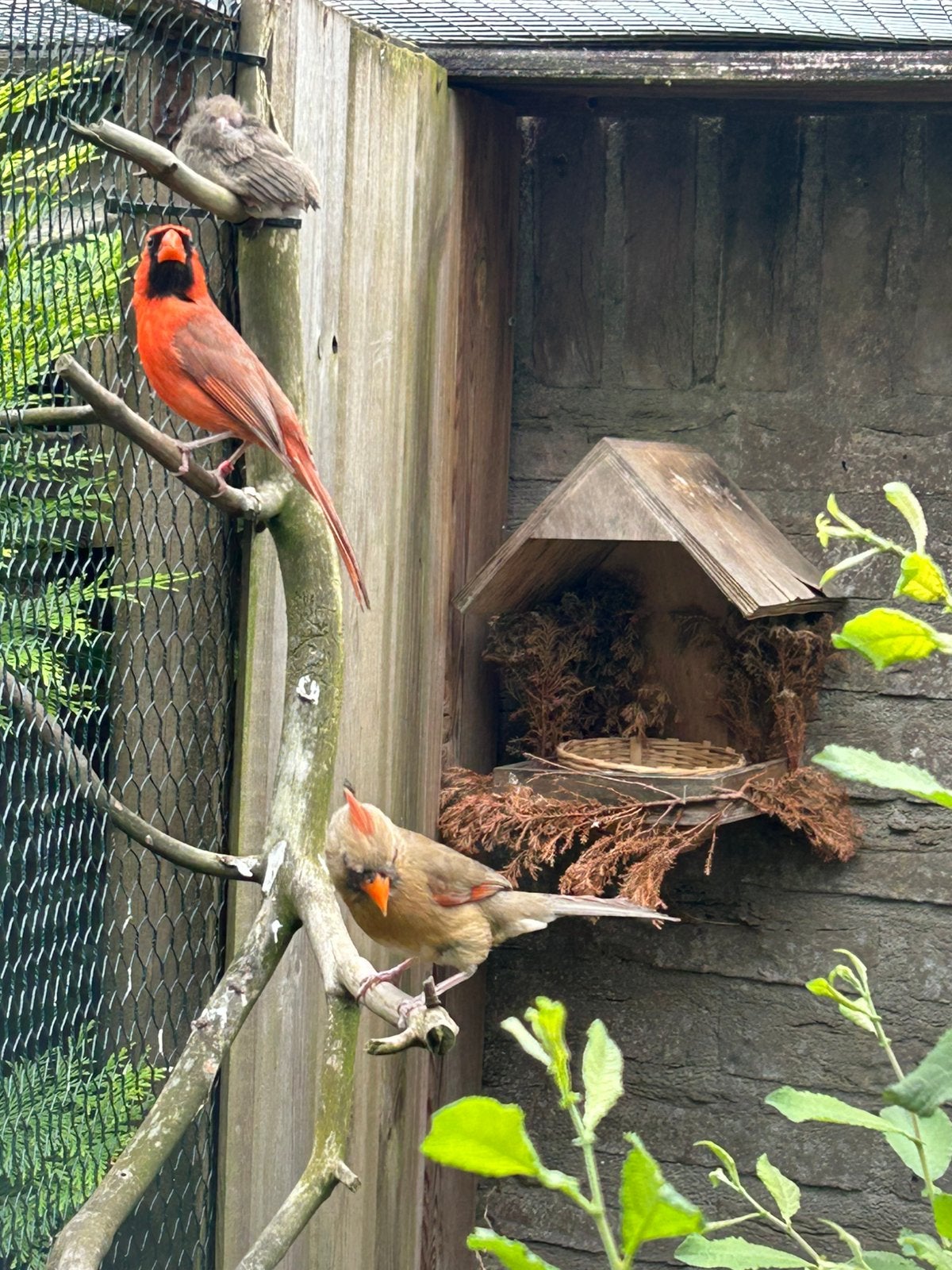 Rode Kardinaal, Dieren en Toebehoren, Vogels | Overige Vogels, Meerdere dieren, Geringd