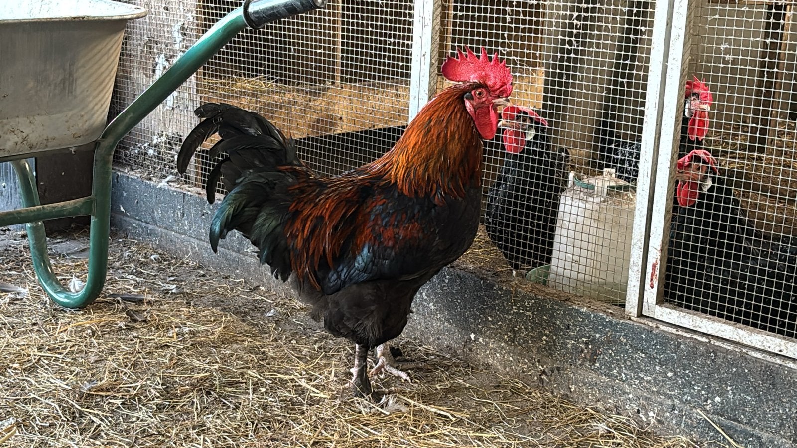 Te koop, Marans haan koperhals zwart, Dieren en Toebehoren, Mannelijk, Kip