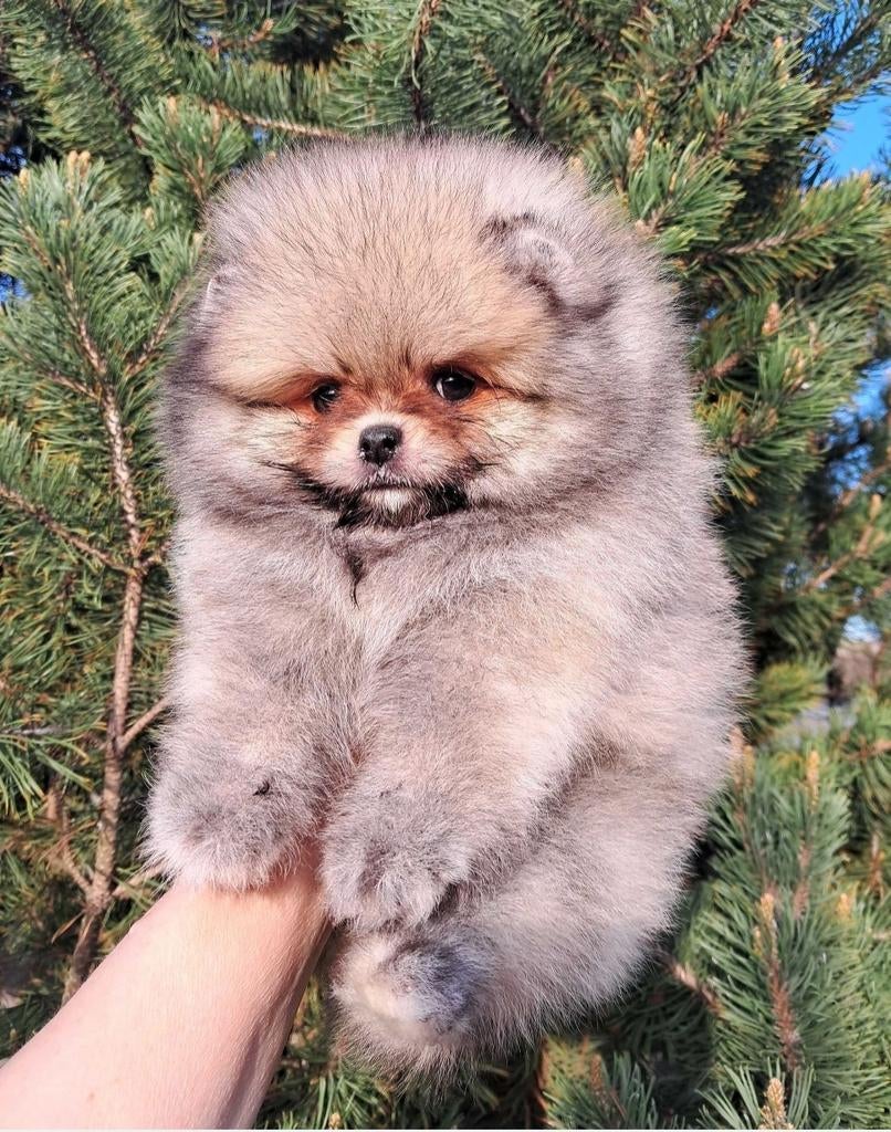 Pomeranian spitz sable, Particulier, Keeshond, 15 weken tot 1 jaar, Reu