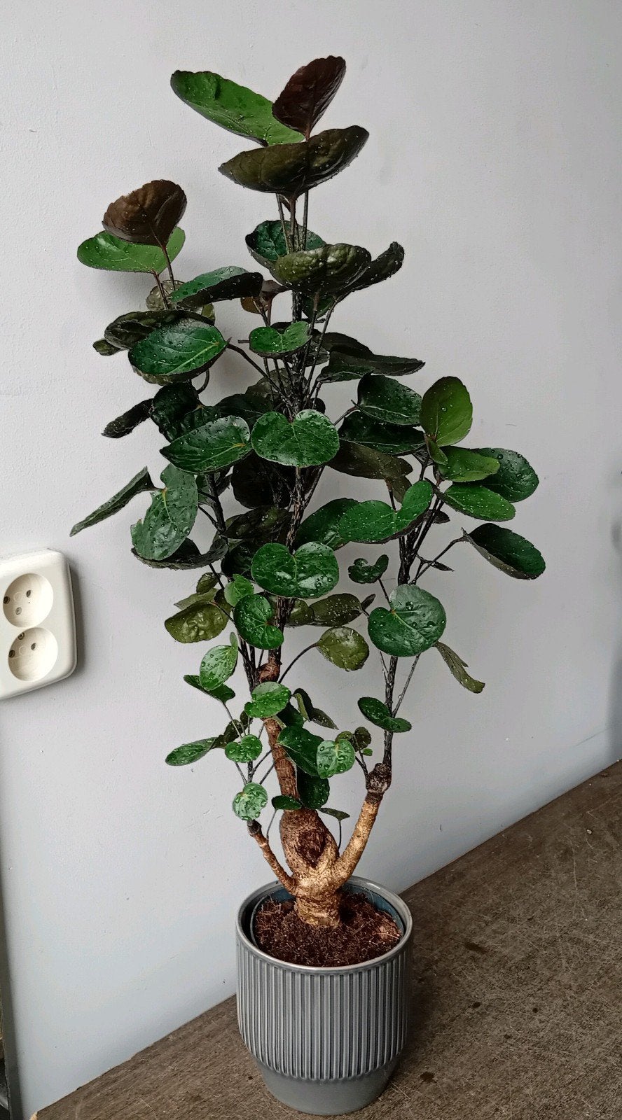 Kamerplant 70cm  Weinig licht & water nodig, Huis en Inrichting, Kamerplanten, Ophalen, Overige soorten, Halfschaduw, In pot