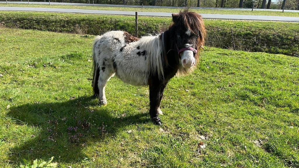 Makke zwart/ bruin bonte hengst! Bont fokken!!, Dieren en Toebehoren, Pony's, Merrie, M, Gechipt, A pony (tot 1.17m)
