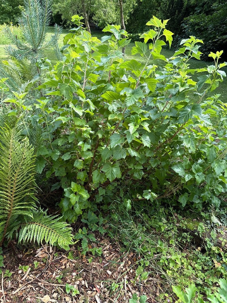 Zwarte bessen struiken, Ophalen, Vaste plant, Fruitplanten, Volle zon