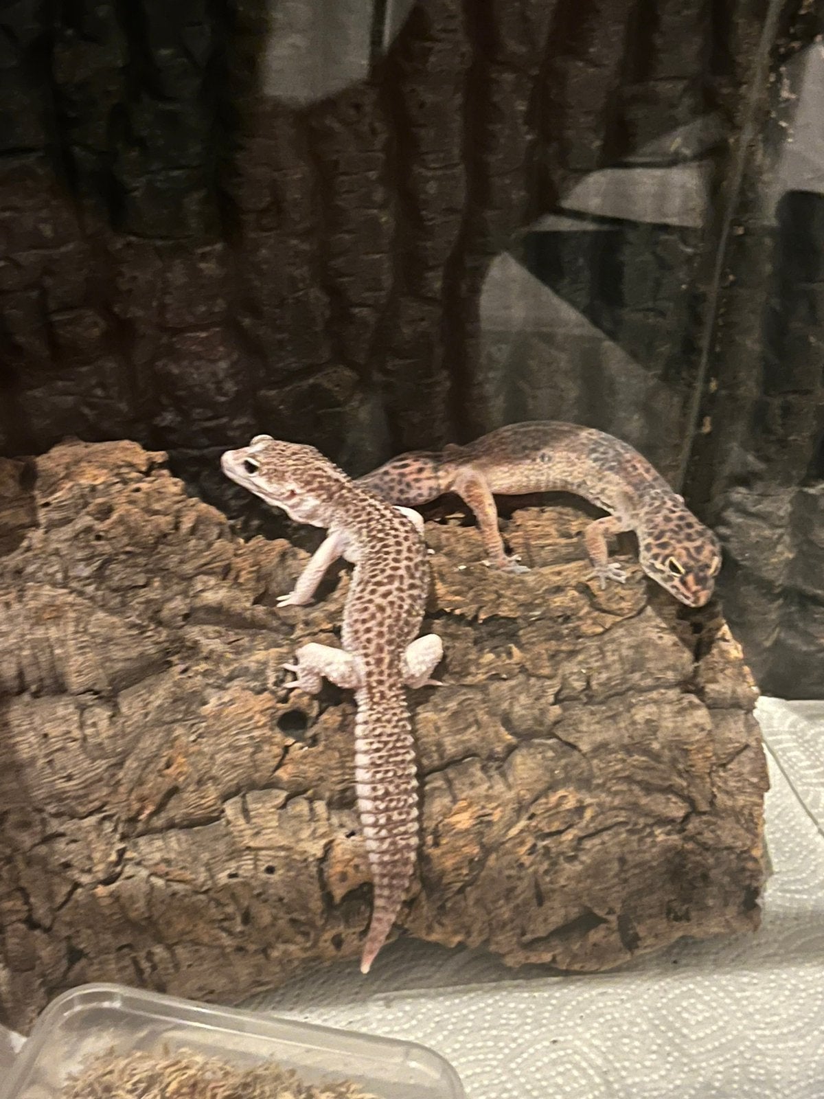 Koppel luipaard gekko’s + compleet terrarium Leopard Gecko - male for sale from FP