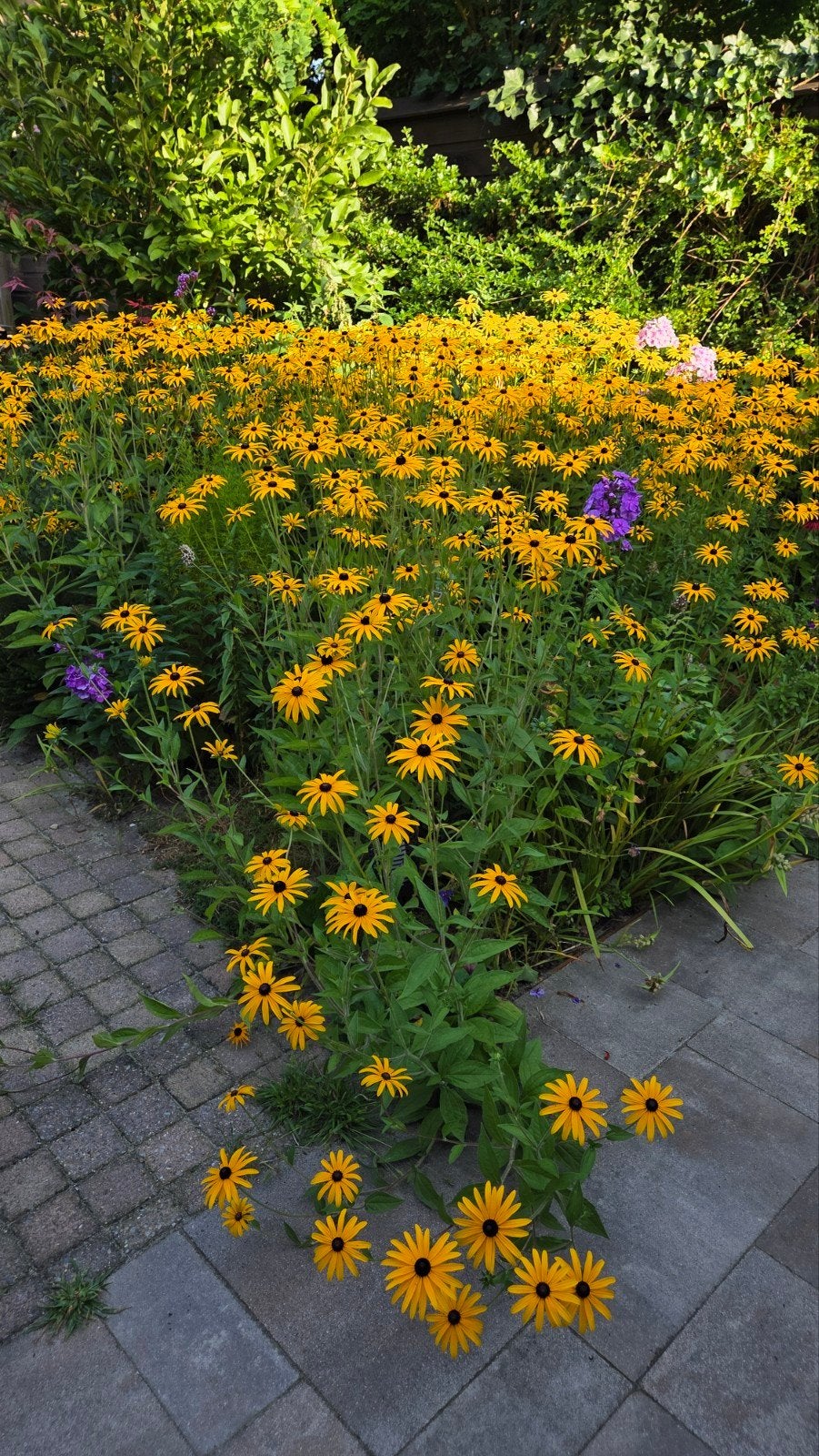 Rudbeckia planten - Zonnehoed. Per 7 struiken, Volle zon, Vaste plant, Zomer, Ophalen