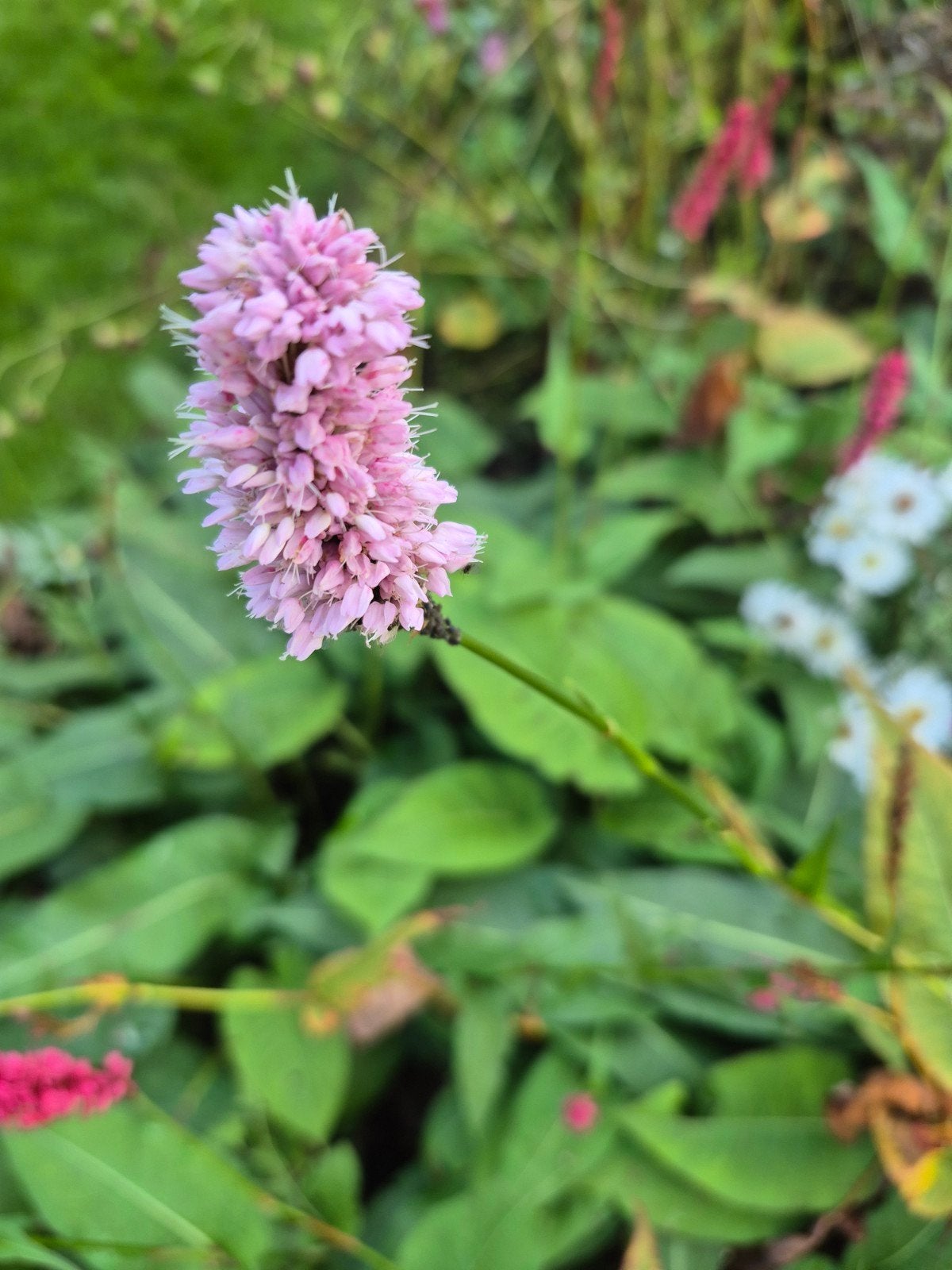 Adderwortel Vaste plant, Ophalen, Overige soorten, Halfschaduw