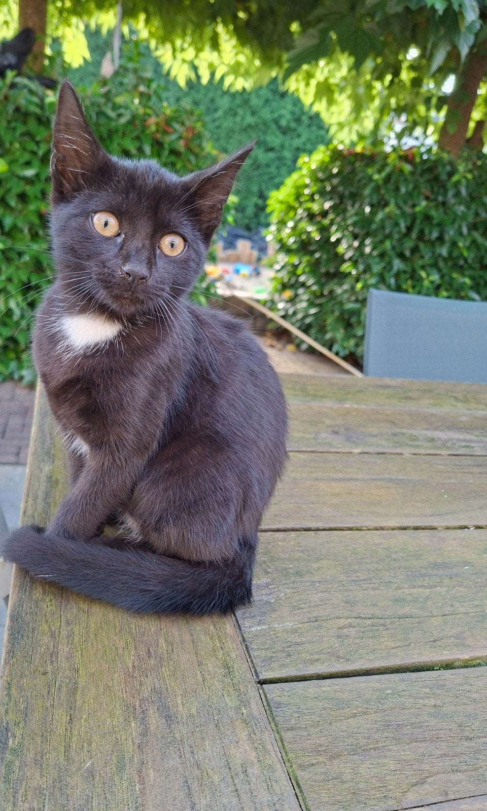 Lieve, zwarte boerderij kittens te koop., Dieren en Toebehoren, 0 tot 2 jaar