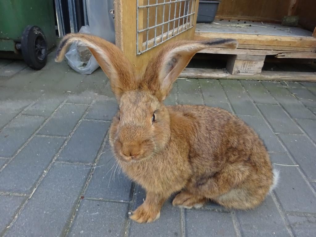 vlaamse reus ram ingeënt, Dieren en Toebehoren, Mannelijk, Groot, 0 tot 2 jaar
