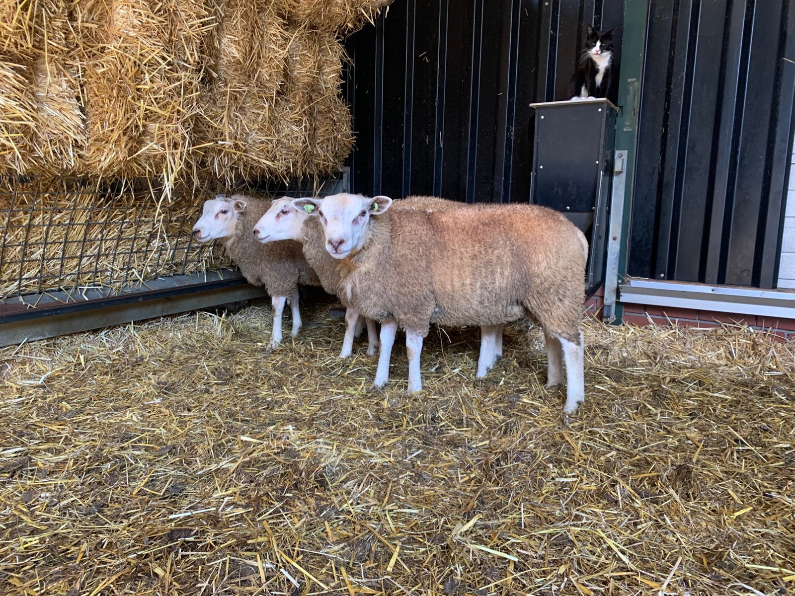 Schapen ram dekram, Dieren en Toebehoren, Schapen, Geiten en Varkens, Mannelijk, Schaap
