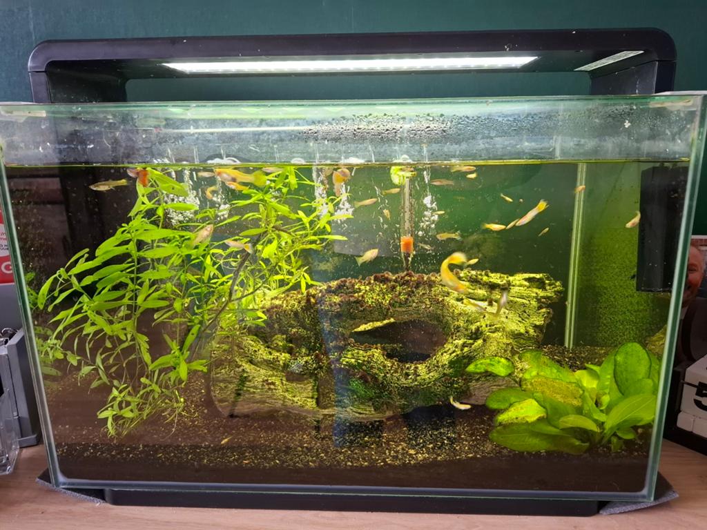 60 liter aquarium met guppen/garnalen/algeneter te koop, Dieren en Toebehoren, Ophalen, Zo goed als nieuw, Gevuld zoetwateraquarium