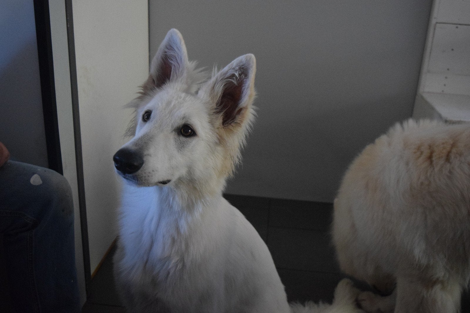 witte herder, 15 weken tot 1 jaar, Teef, Parvo, Eén hond