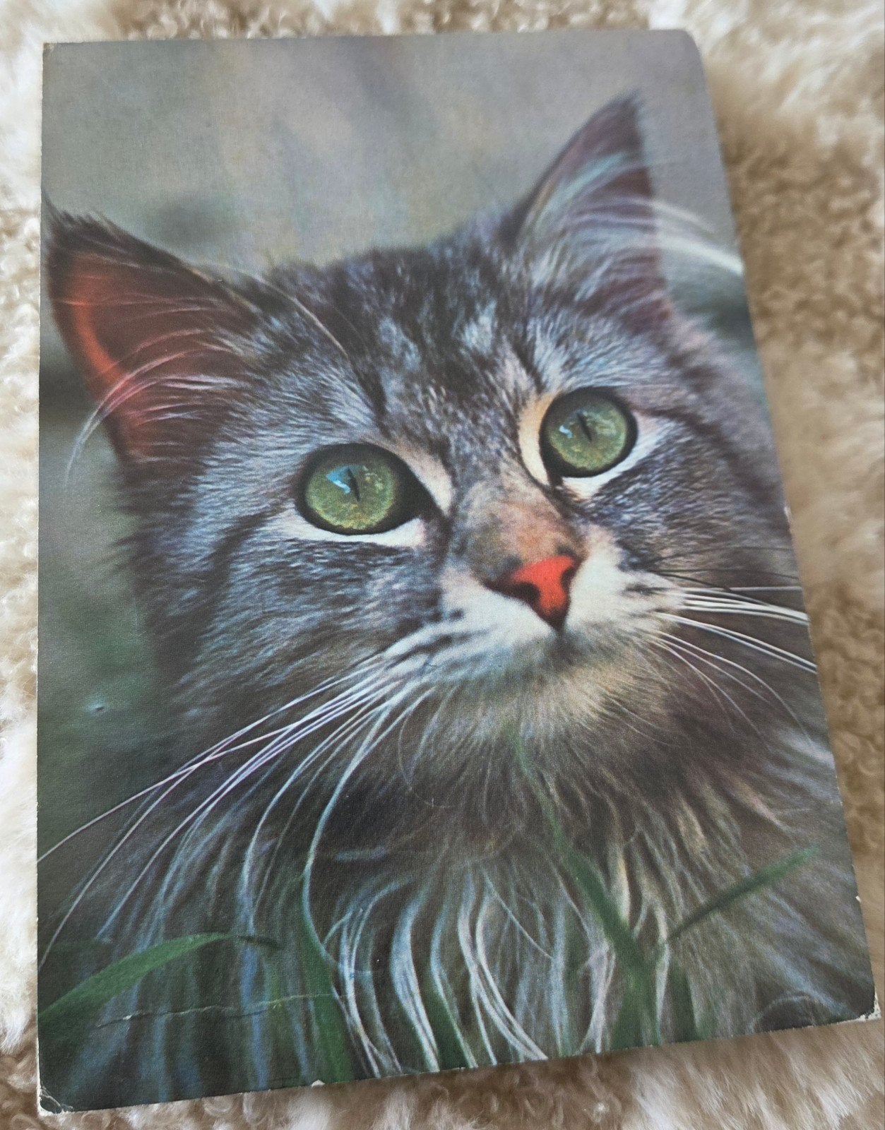 Kat met Groene Ogen, Ophalen of Verzenden, 1980 tot heden, Gelopen, Hond of Kat