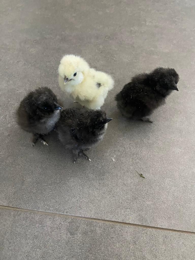 Zijdehoen kuikens, Dieren en Toebehoren, Pluimvee, Geslacht onbekend, Kip