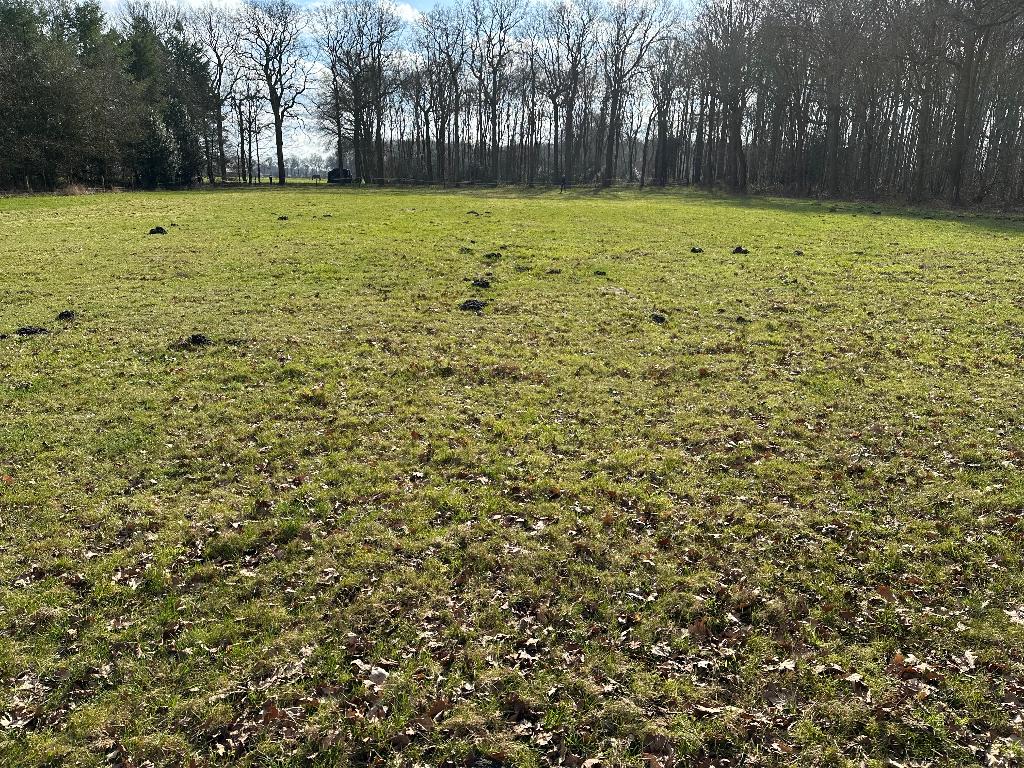 Te koop weiland, landbouwgrond, weidegang, grasland, Dieren en Toebehoren, Stalling en Weidegang, Weidegang, 2 of 3 paarden of pony's