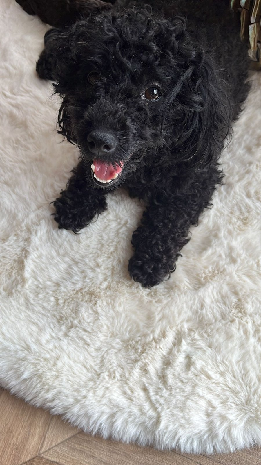 Toypoedel pups, Poedel, Parvo, 8 tot 15 weken, Meerdere