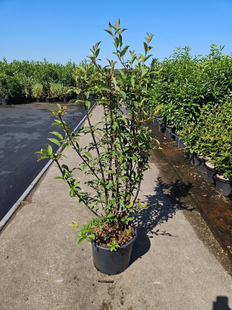 Viburnum bodnantense 'Charles Lamont', Tuin en Terras, Planten | Tuinplanten, Ophalen, Lente, Overige soorten, Volle zon