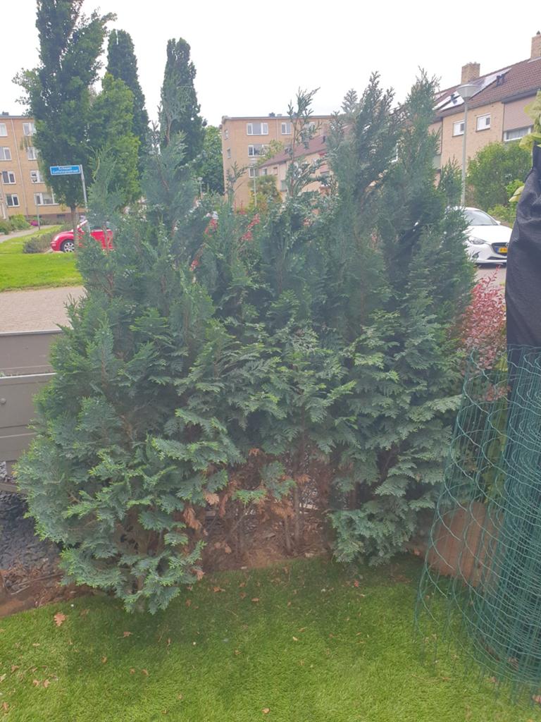 6 Conferen, Tuin en Terras, Planten | Bomen, Ophalen, Halfschaduw, Overige soorten, 100 tot 250 cm