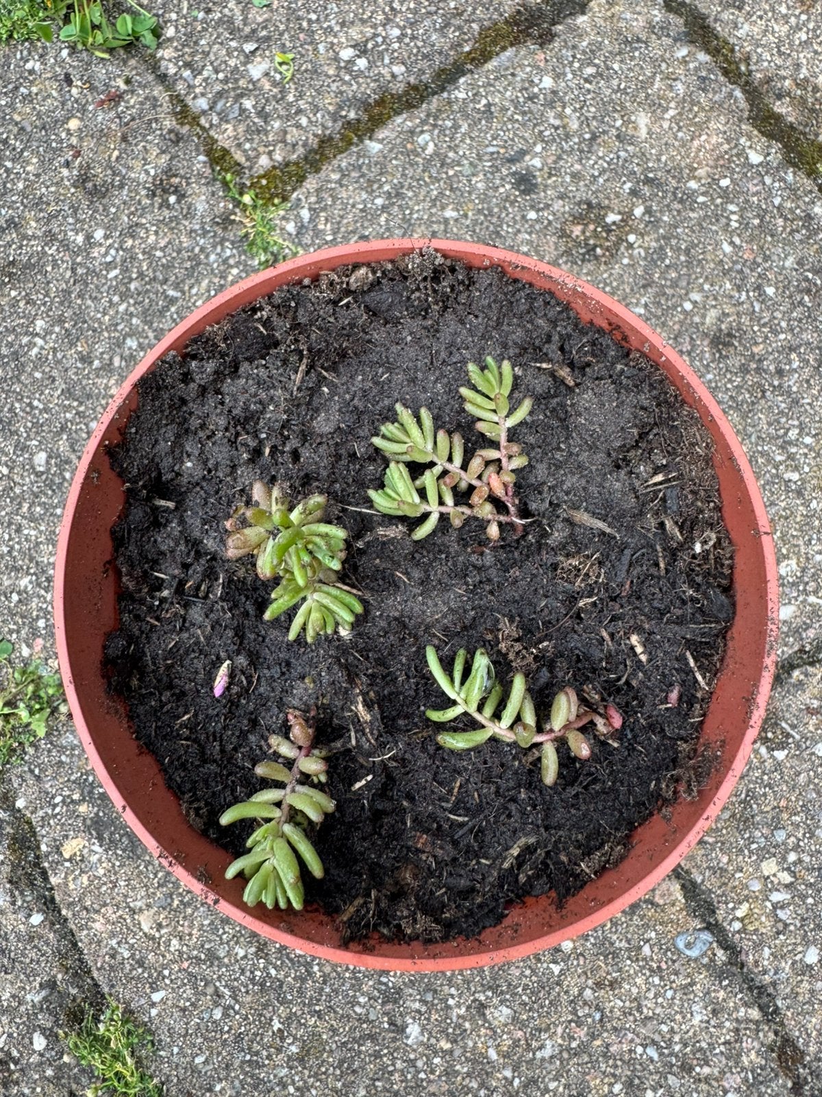 Stekken / plantjes Wit vetkruid (Sedum album), Ophalen, Vaste plant, Bodembedekkers, Halfschaduw
