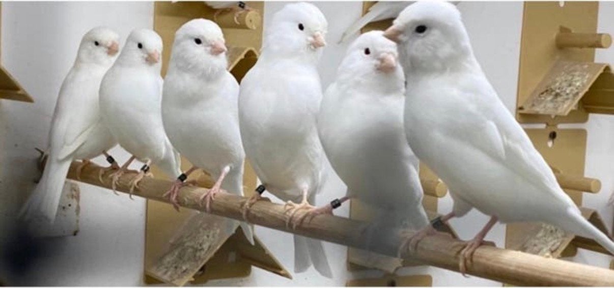 Kannarie poppen, Dieren en Toebehoren, Vogels | Kanaries, Vrouwelijk, Kleurkanarie