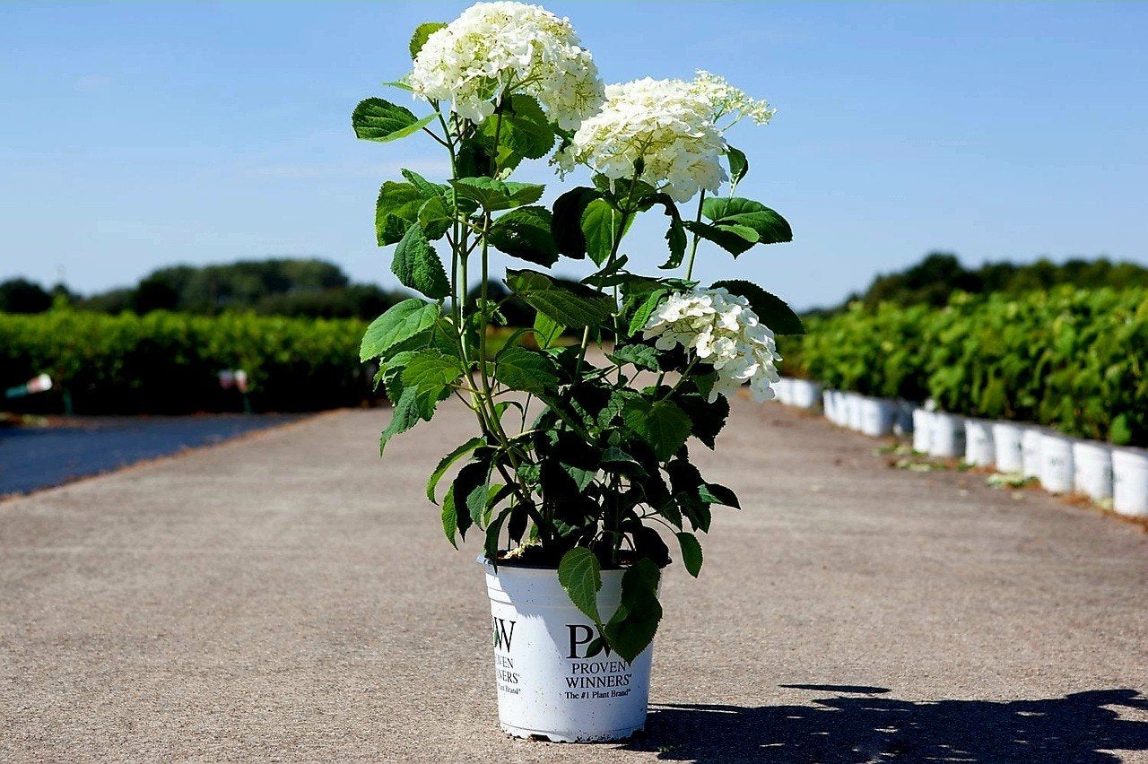 Hydrangea 'Strong Annabelle'  🌱, Ophalen, Overige soorten, Halfschaduw