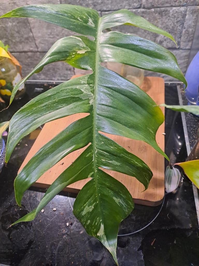 Epipremnum Pinnatum Variegata, Huis en Inrichting, Kamerplanten, Ophalen of Verzenden, Halfschaduw, Minder dan 100 cm