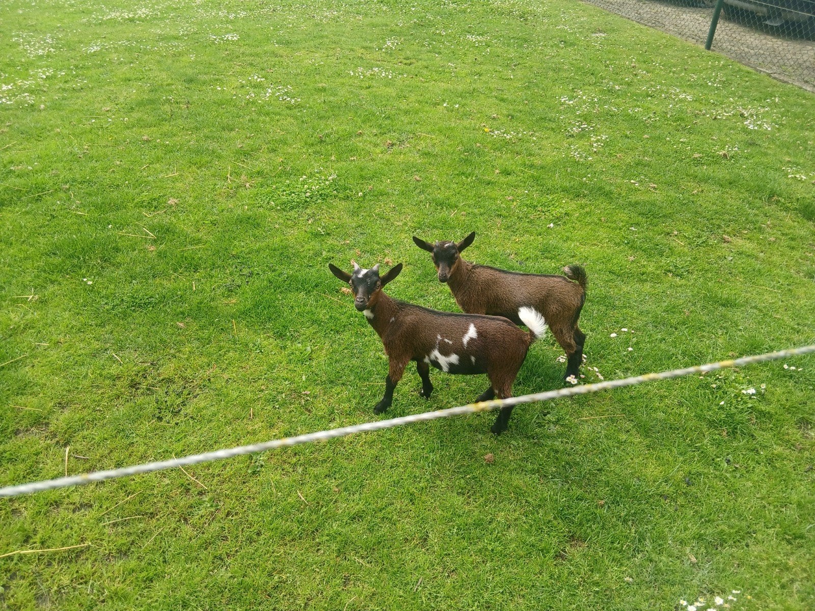 Bruinbont deergbokje, Dieren en Toebehoren, Vrouwelijk, Geit