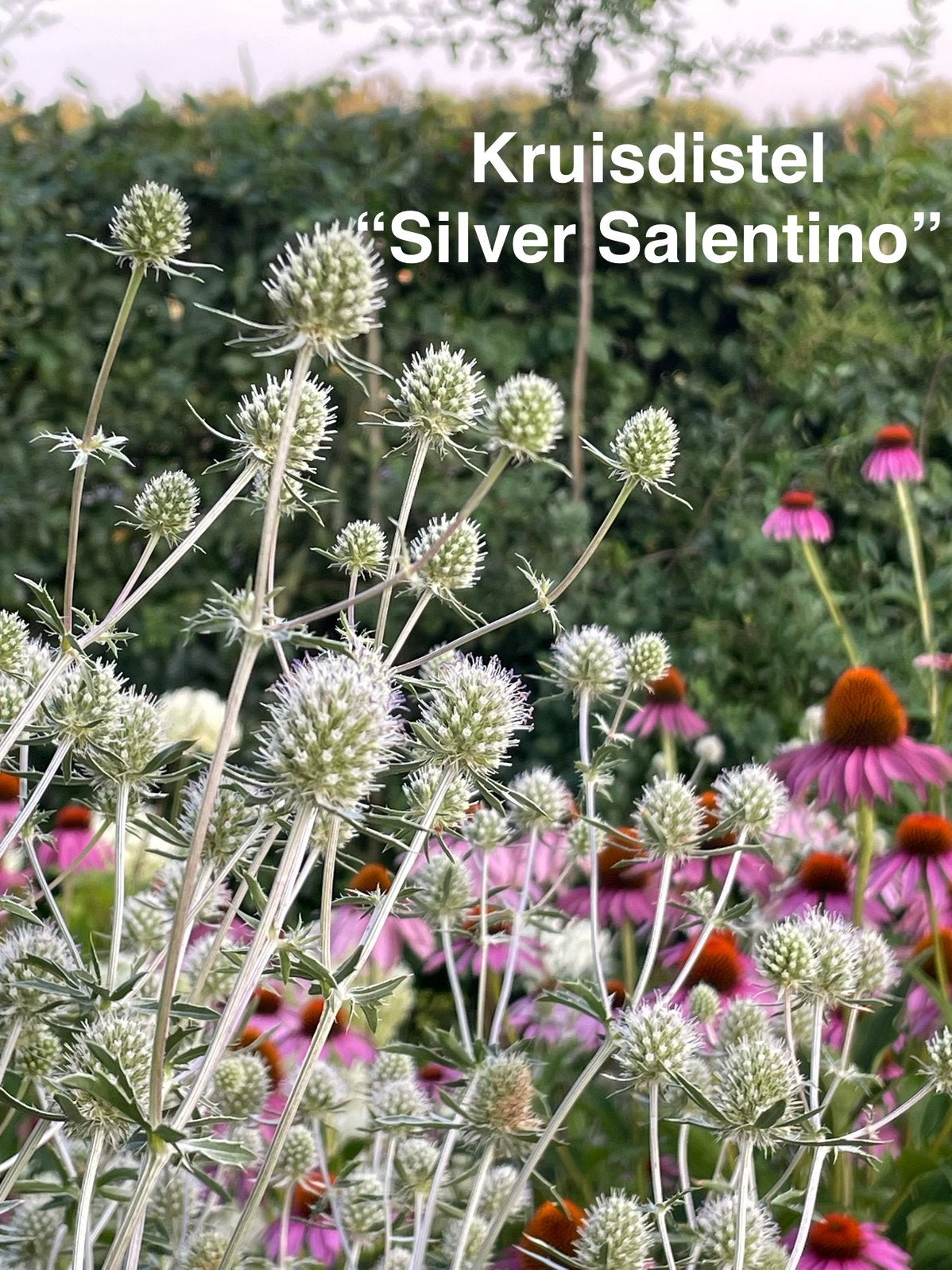 zaden kruisdistel (groot) Silver Salentino, vaste pant, Ophalen of Verzenden, Volle zon, Zaad