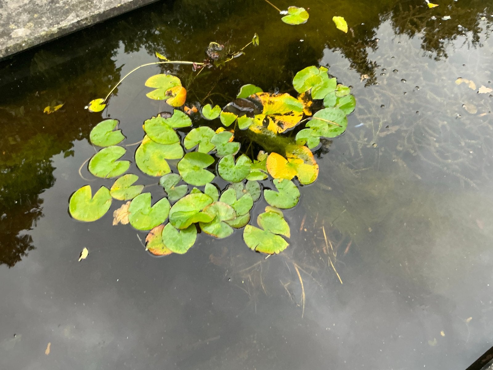 Gratis waterlelie - Ideaal voor uw vijver!, Ophalen, Gebruikt