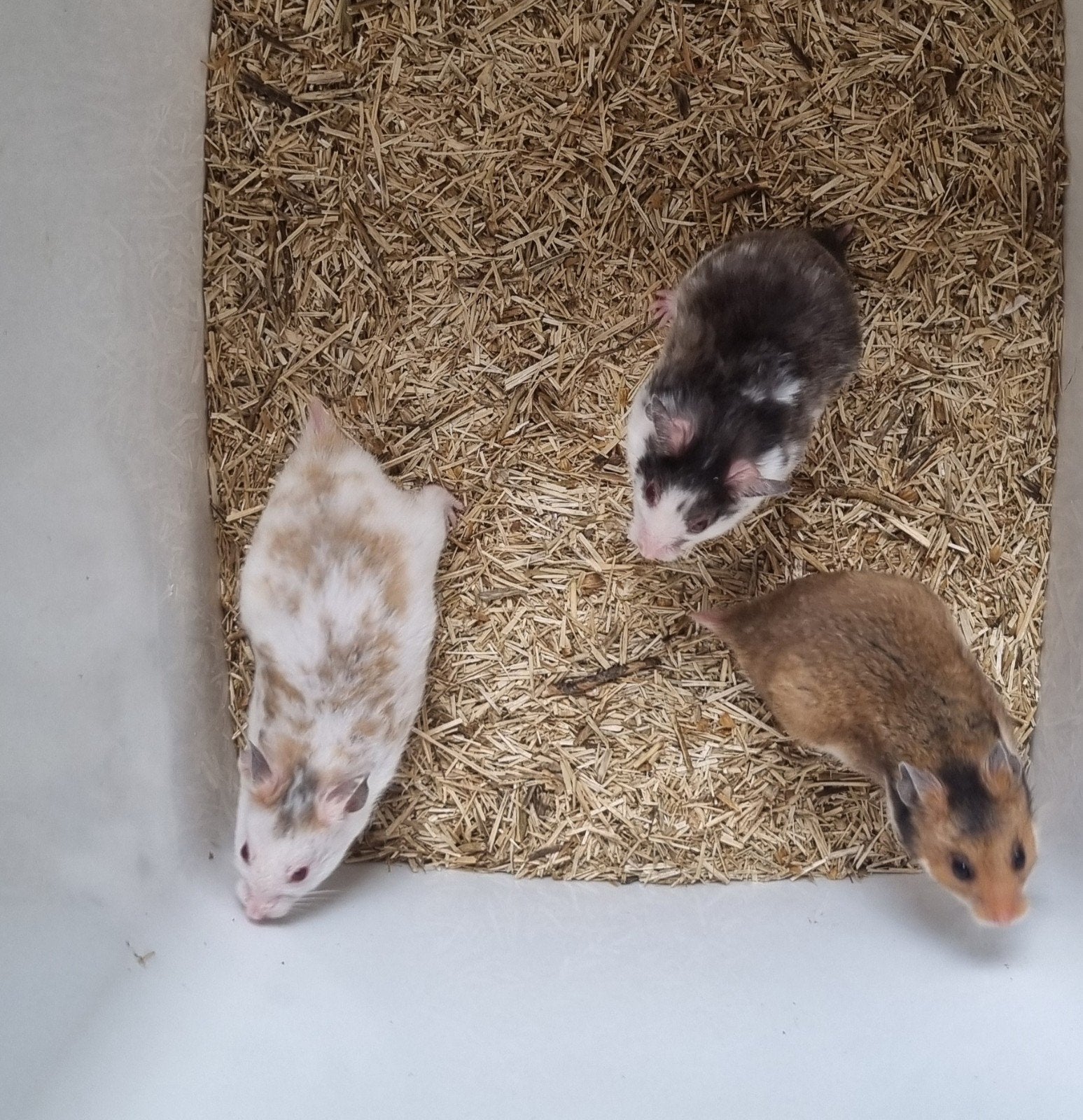 Syrische hamsters (goudhamsters) jong verschillende kleuren, Dieren en Toebehoren, Knaagdieren, Hamster, Juni, Mannelijk, Tam