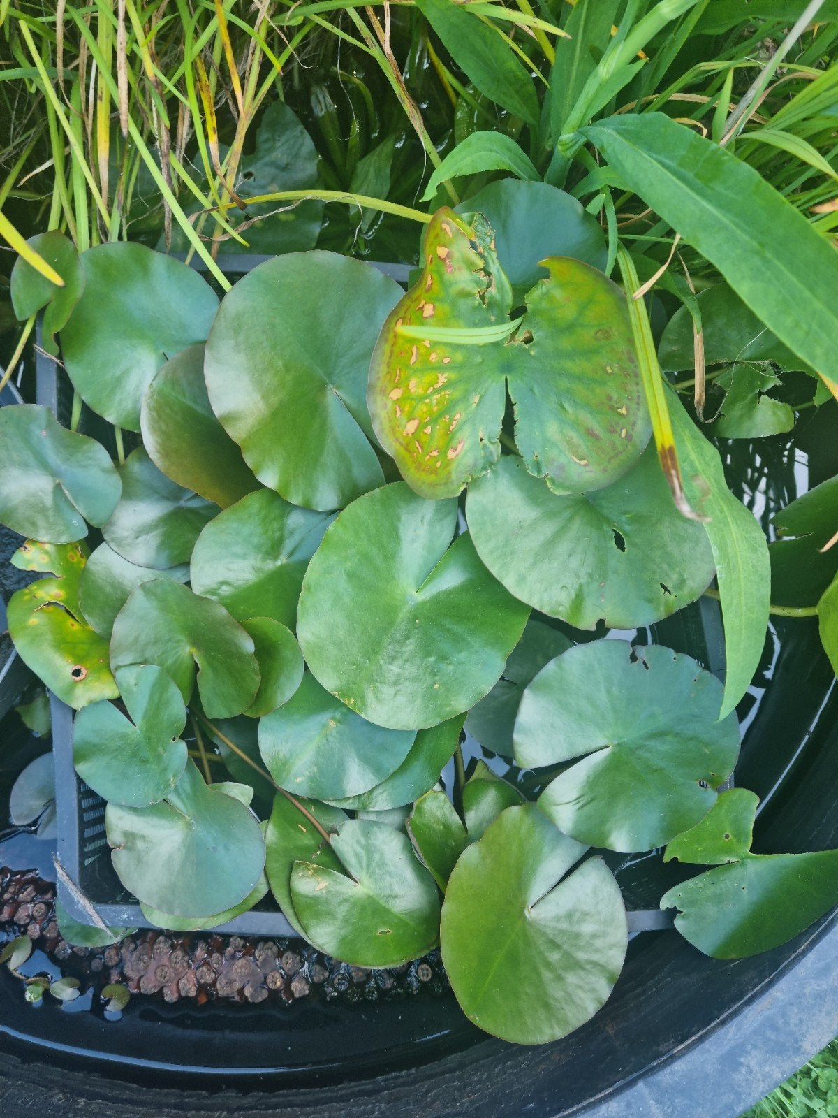 Prachtige GROTE lelie manden lelies waterlelie waterlelies, Tuin en Terras, Vijvers, Ophalen, Zo goed als nieuw