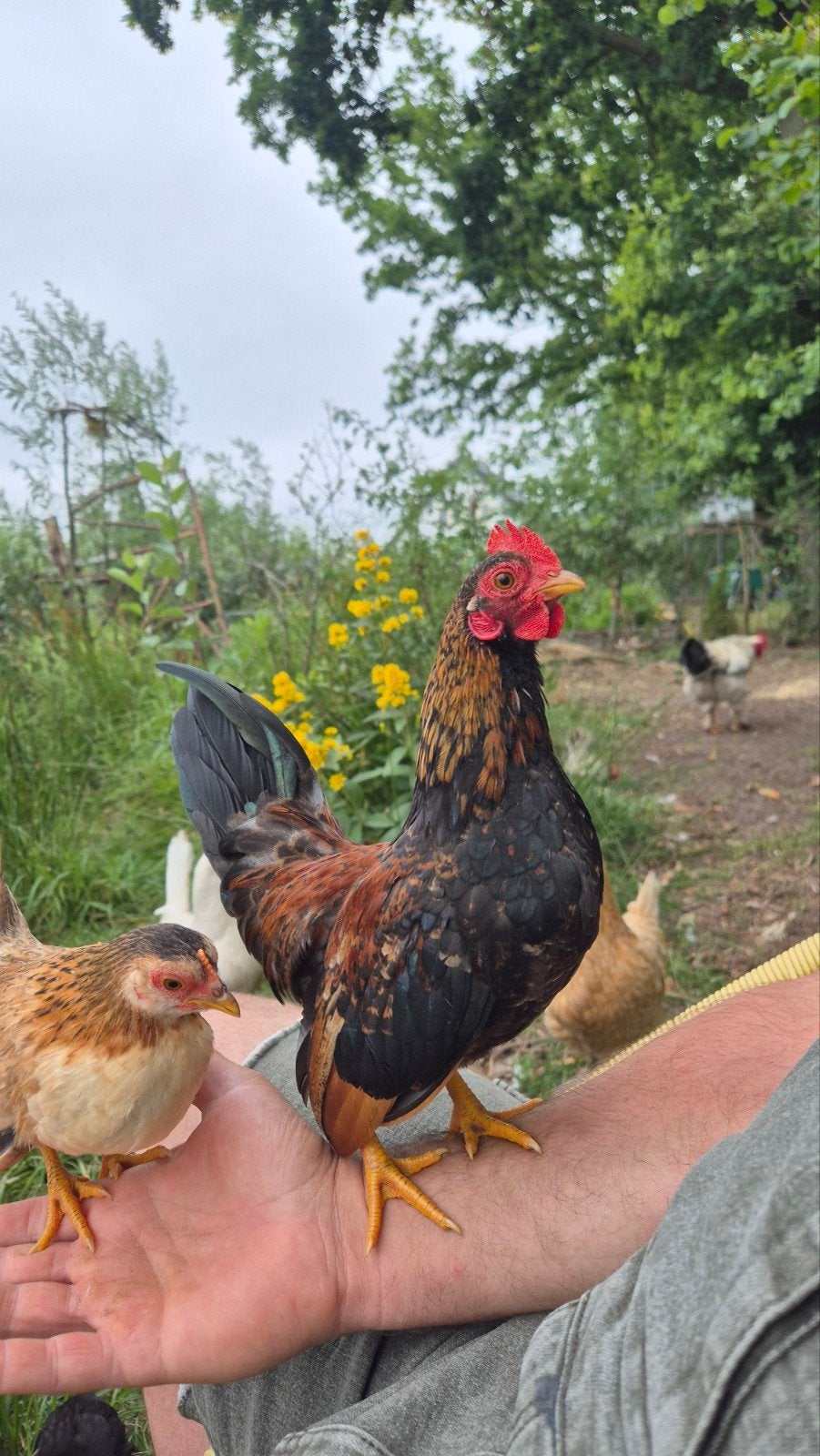 Handtam serama haantje, Dieren en Toebehoren, Pluimvee, Mannelijk, Kip