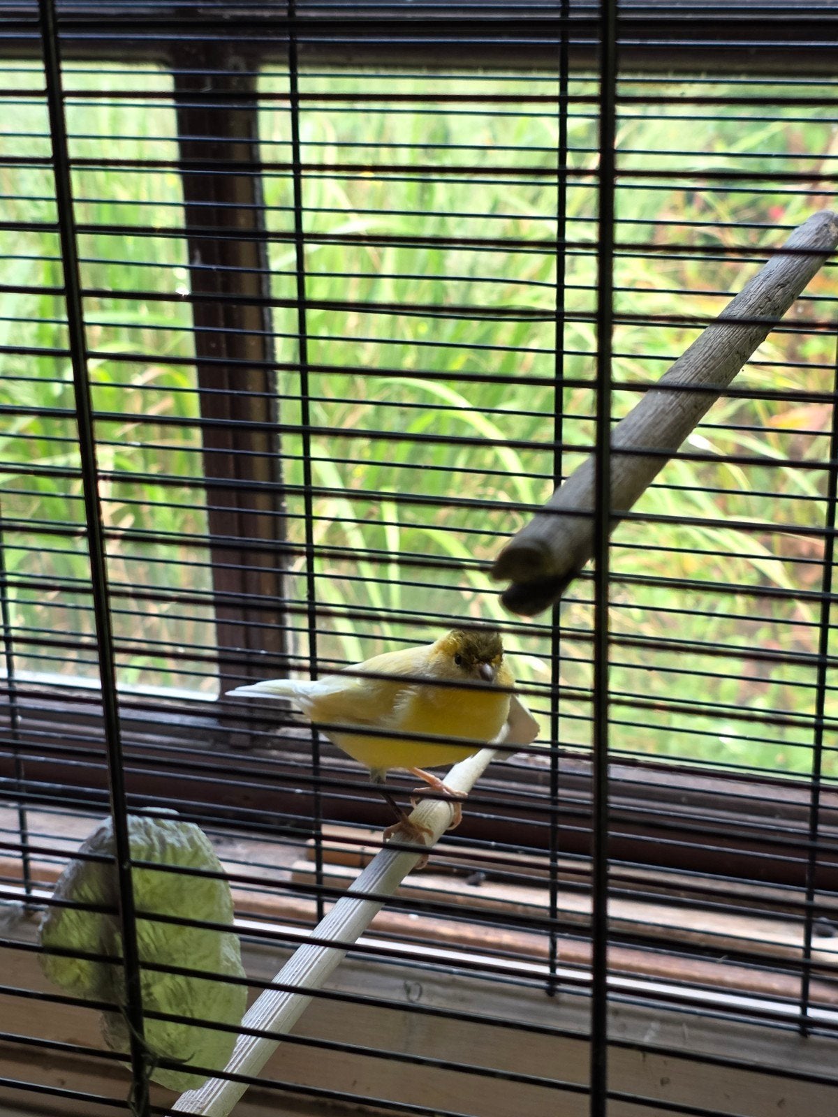 kanarie (geel/bont), Dieren en Toebehoren, Vogels | Kanaries, Geslacht onbekend, Kleurkanarie