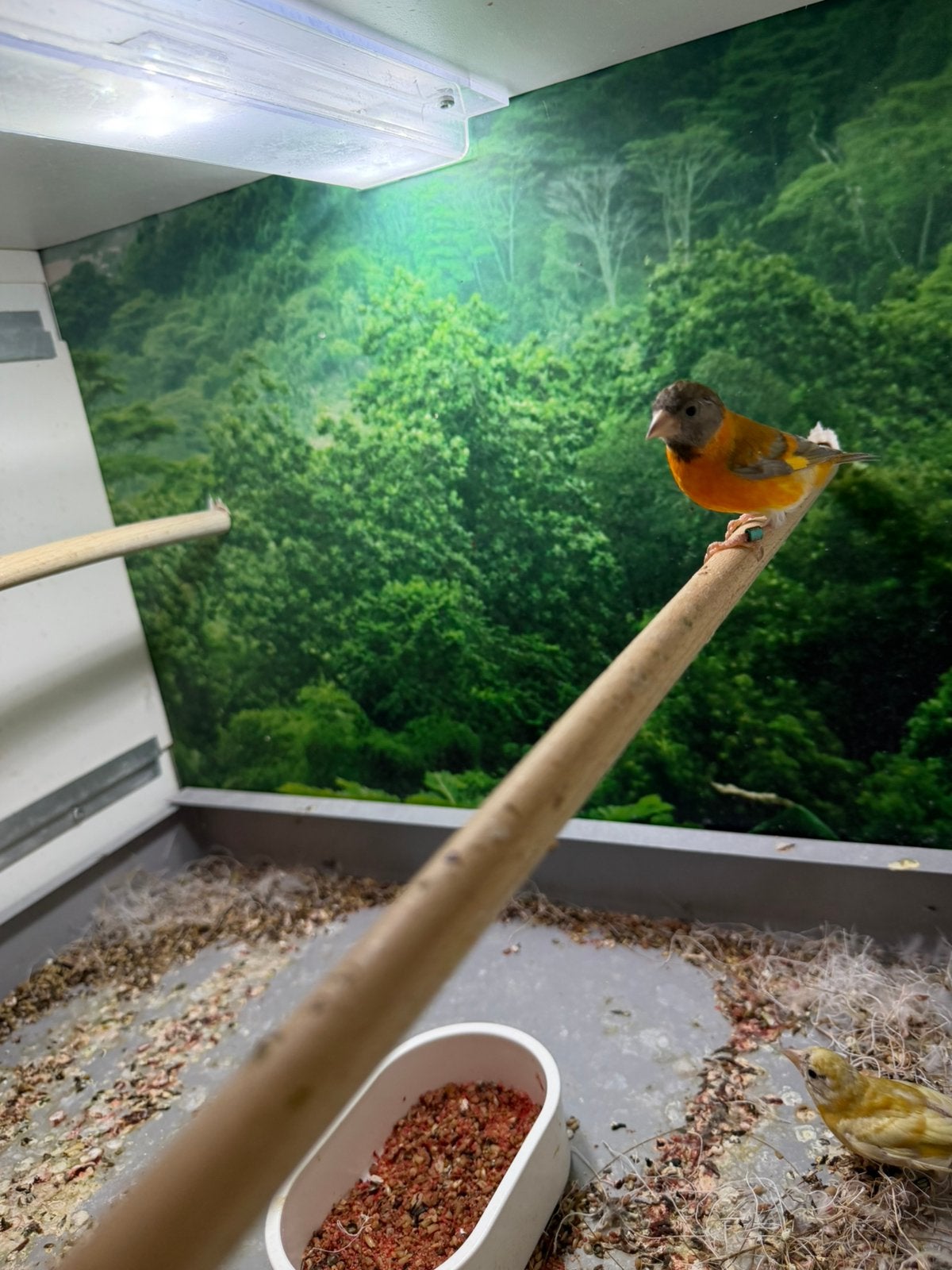 Kapoetsensijs koppel 2026, Meerdere dieren