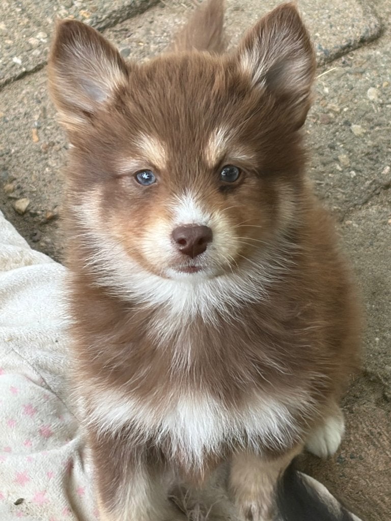 Nog 3 Pomsky pups -MOGEN VERHUIZEN, Parvo, 8 tot 15 weken, Poolhond, Meerdere