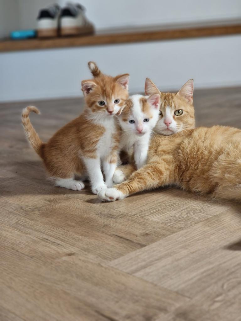 Te koop roodharige kittens, Dieren en Toebehoren