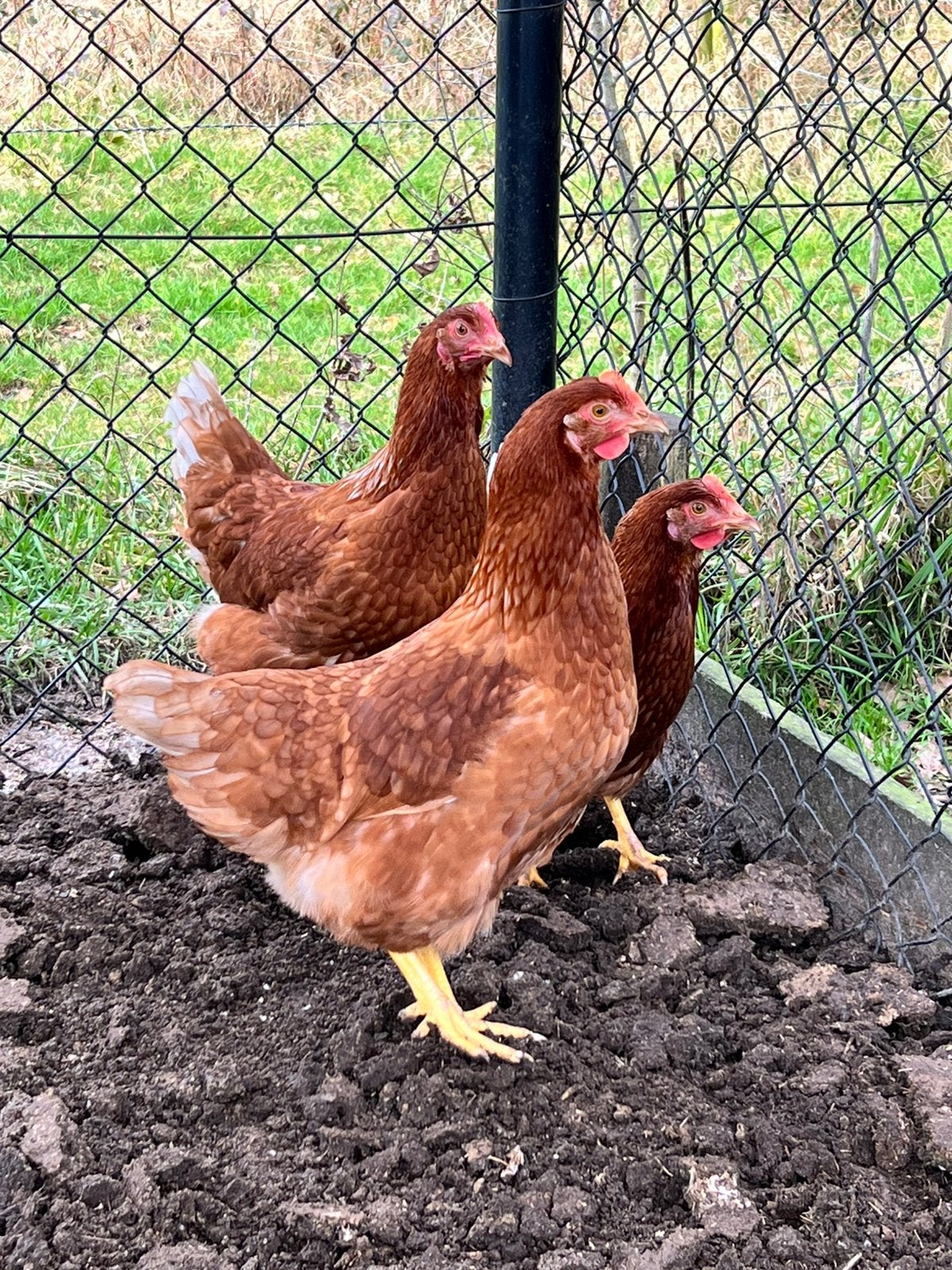 Bruine leghennen / kippen, Dieren en Toebehoren, Vrouwelijk, Kip